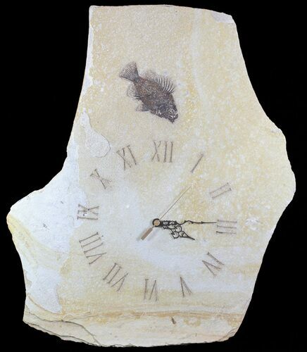 Tall Clock With Cockerellites Fish Fossil - Wyoming #64216